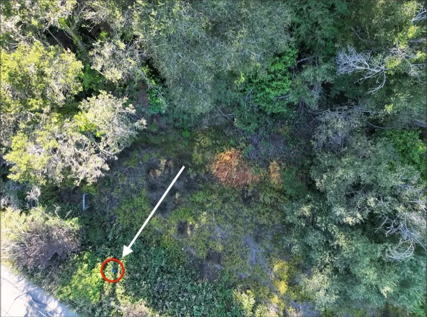 Drone photo of brush with a detection circled in red