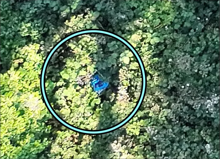 Zoomed view of a blue object hidden in brush